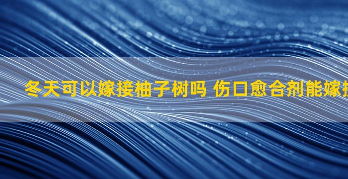 冬天可以嫁接柚子树吗 伤口愈合剂能嫁接柚子用吗